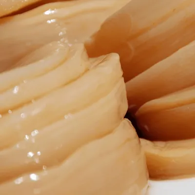 Kombucha SCOBY close up