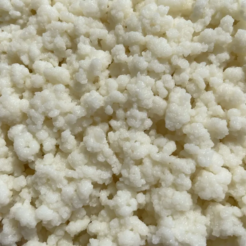 Milk kefir grains