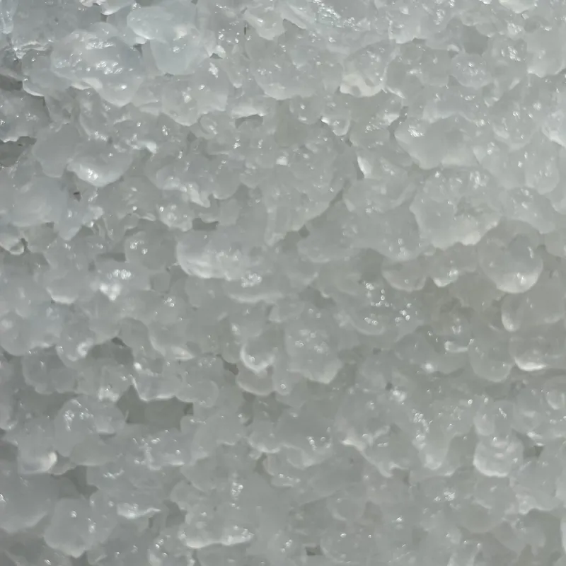 Translucent water kefir grains